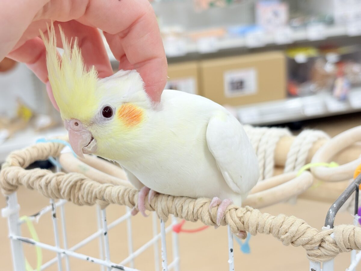 オカメインコ