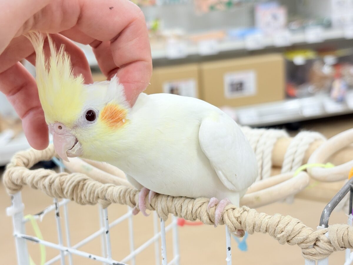 オカメインコ