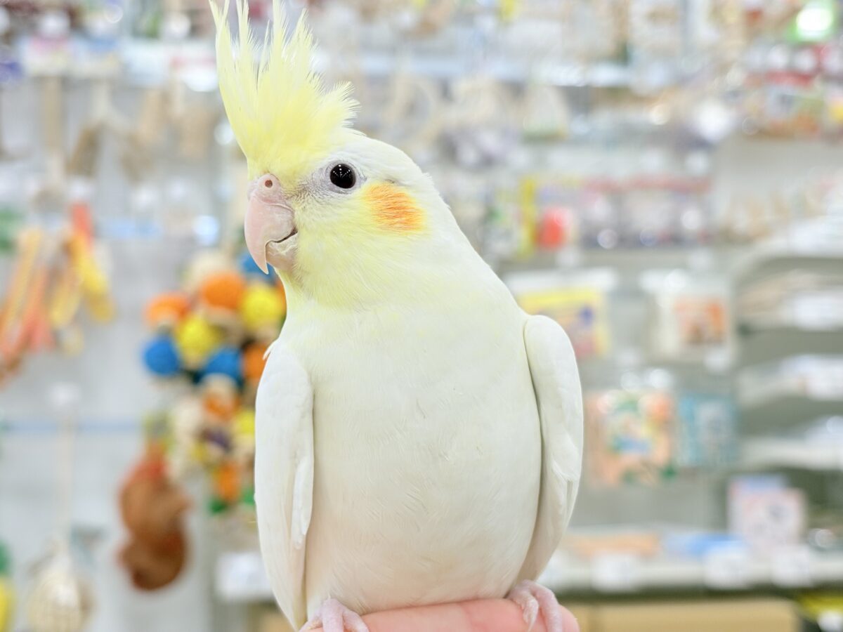 おしとやか系?美人さん🐥💛オカメインコ(ルチノー) オカメインコ