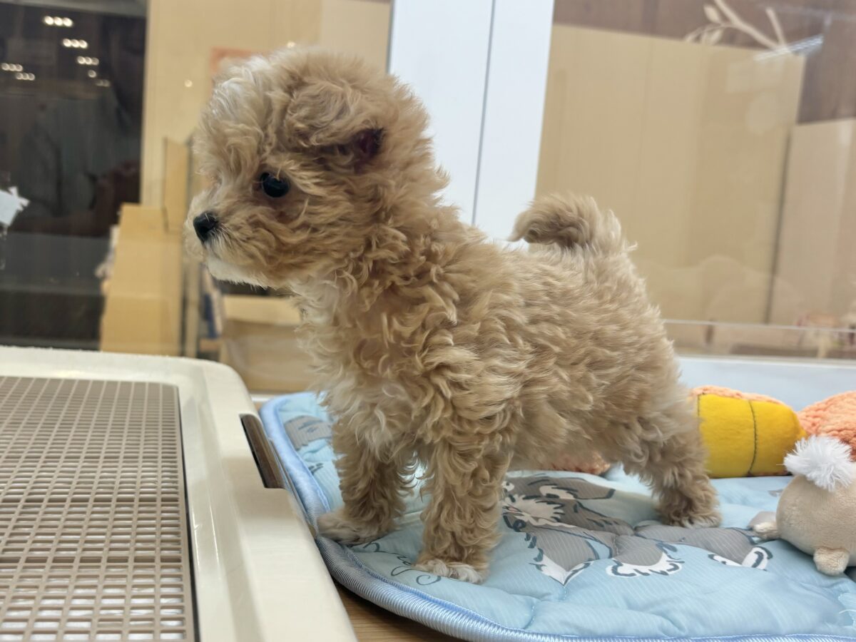 マルプー