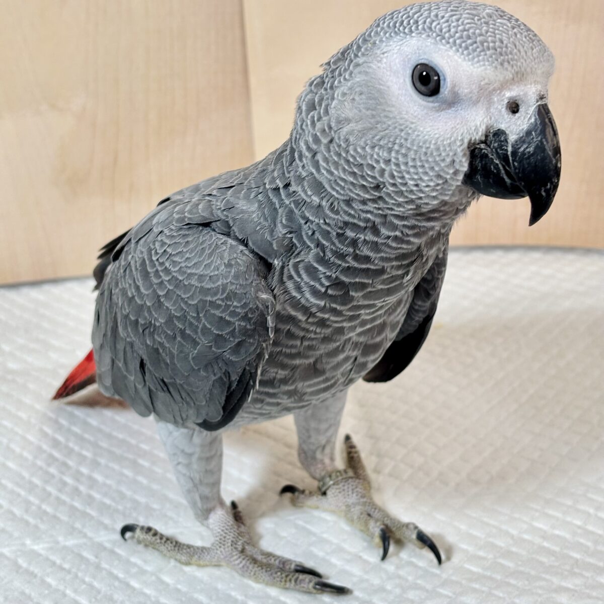 ヨウム
