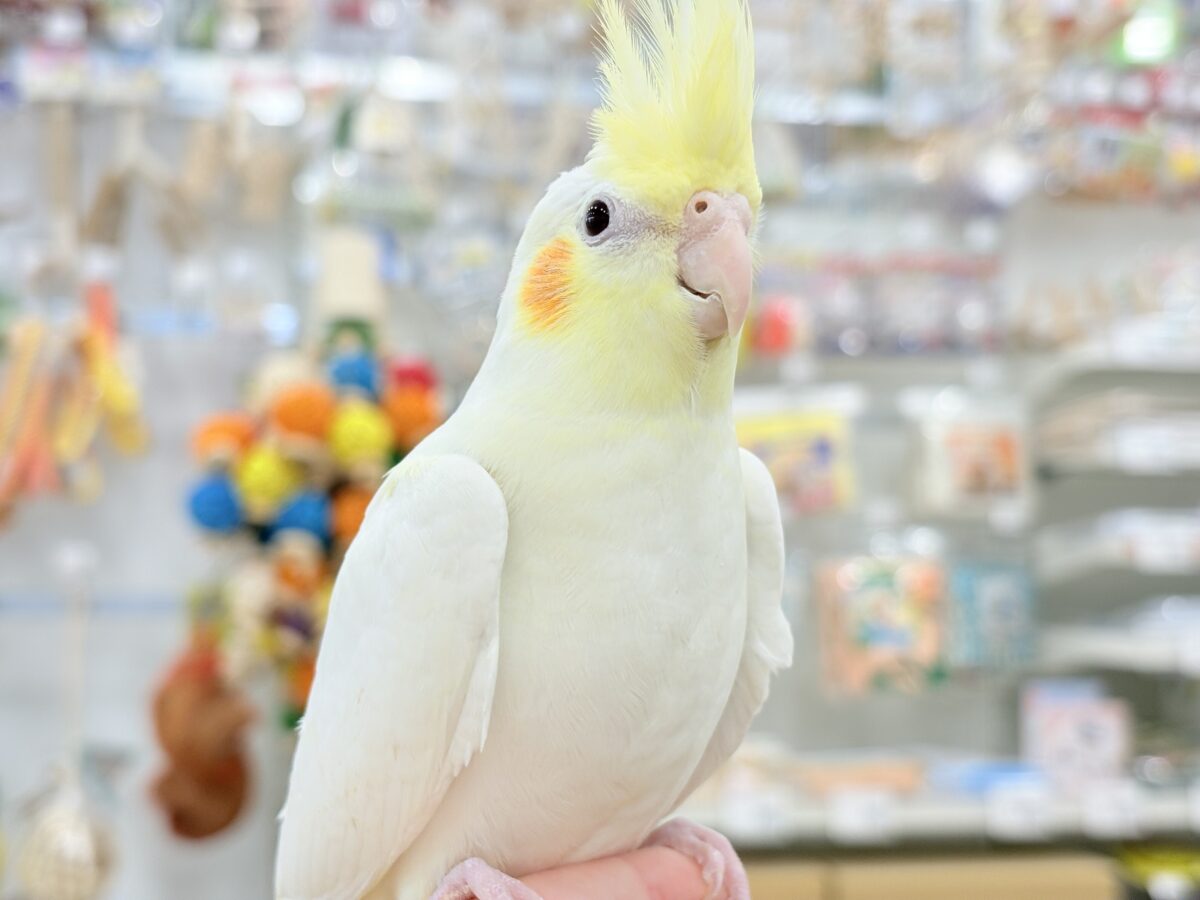 オカメインコ