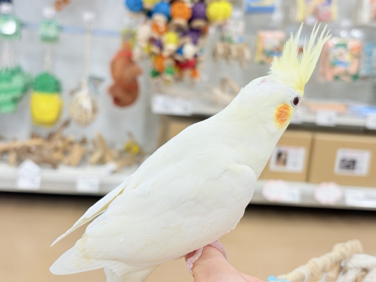 オカメインコ