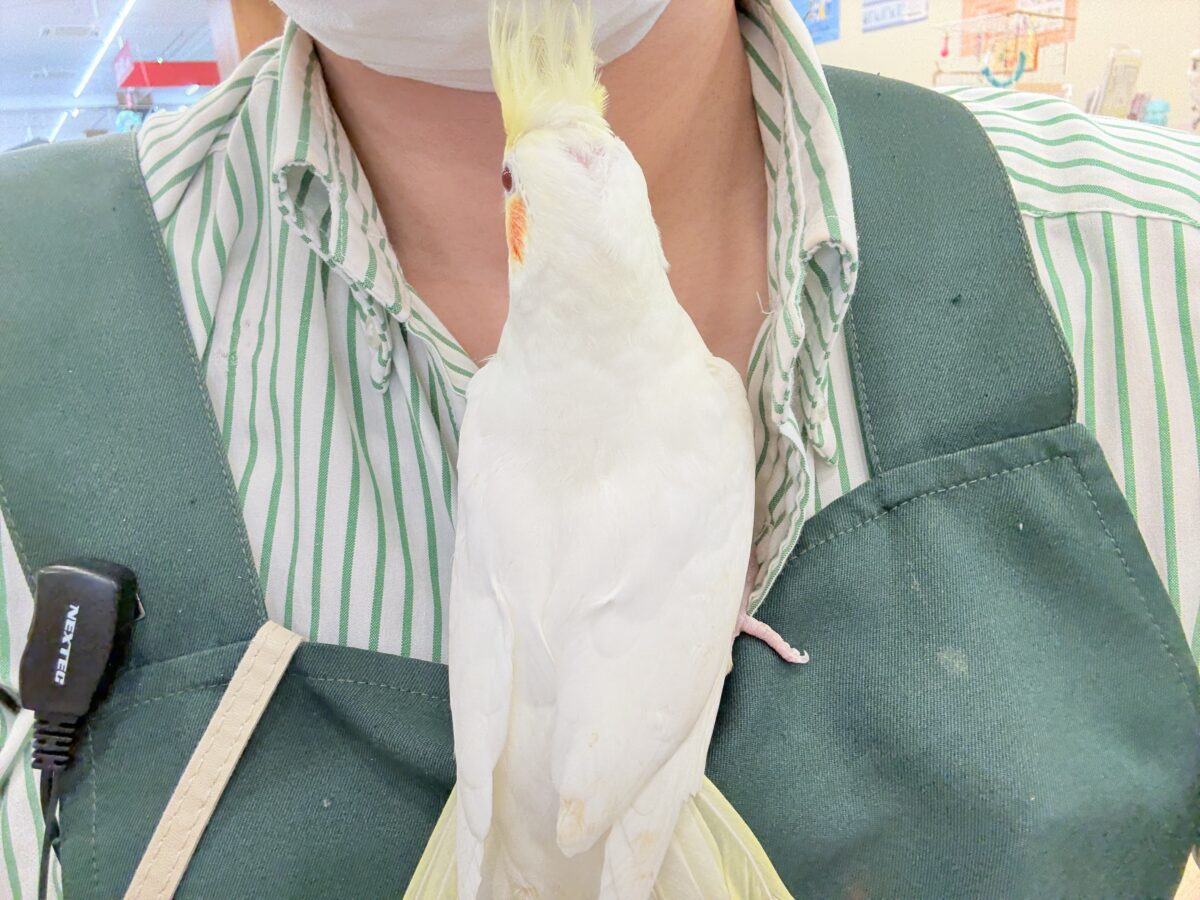 オカメインコ