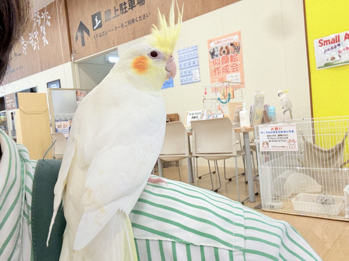 おしとやか系?美人さん🐥💛オカメインコ(ルチノー) オカメインコ