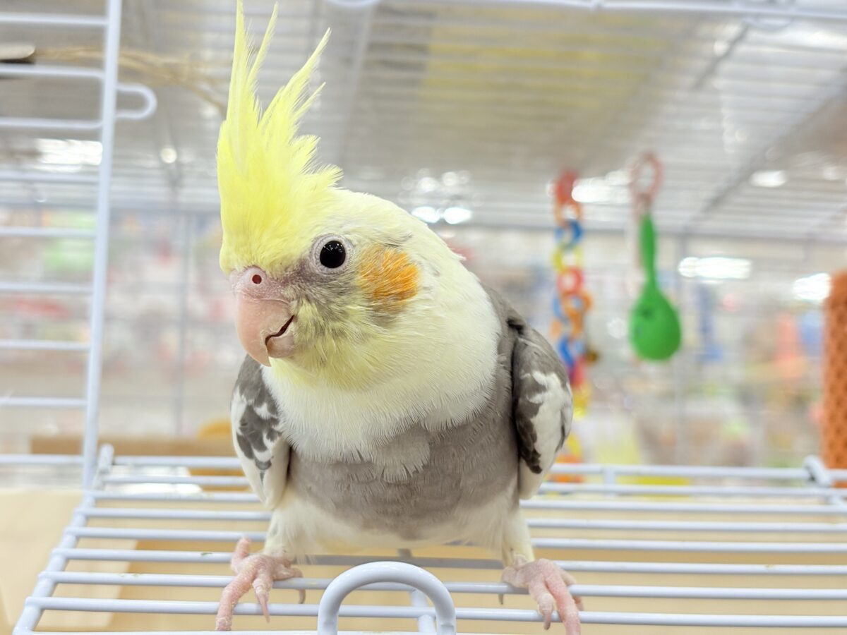 オカメインコ