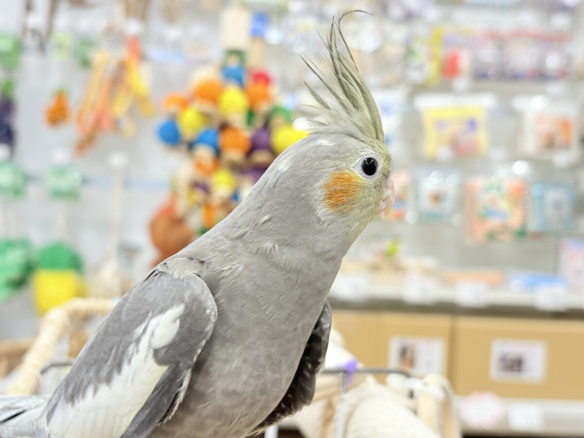 オカメ沼、深いです🩶オカメインコ(ノーマル) オカメインコ