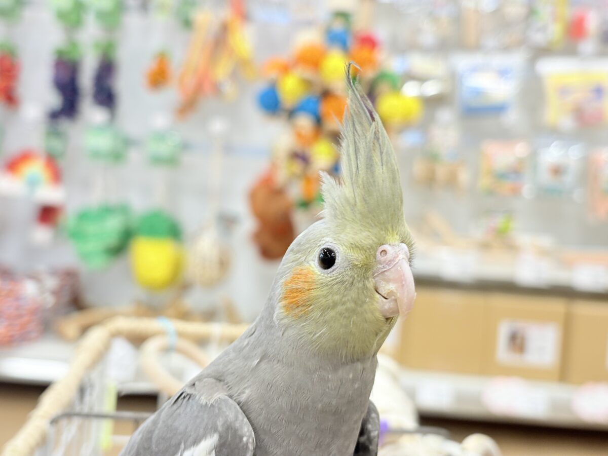 オカメインコ