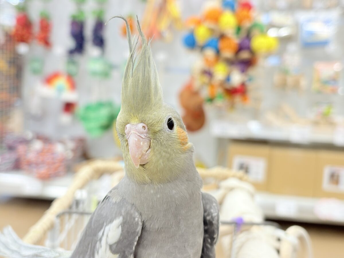 オカメインコノーマルさんの小さながま口♪ オカメ沼、深いです🫟🩶オカメインコ(ノーマル)