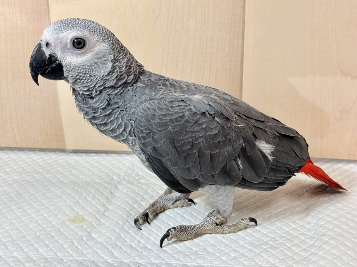 ヨウム