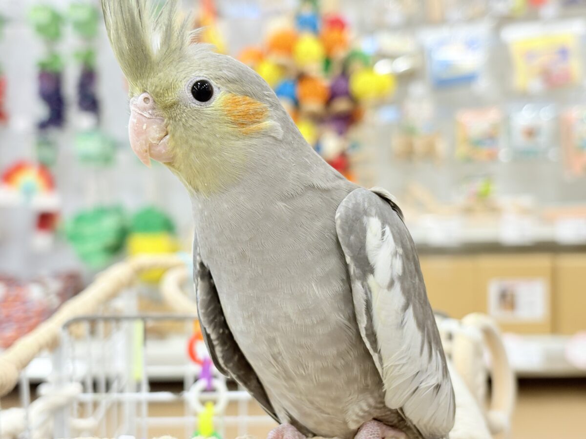 オカメインコ