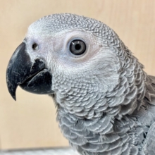 ヨウム  男の子  🩶🦜‬🌹⸝‍⋆*.ﾟ