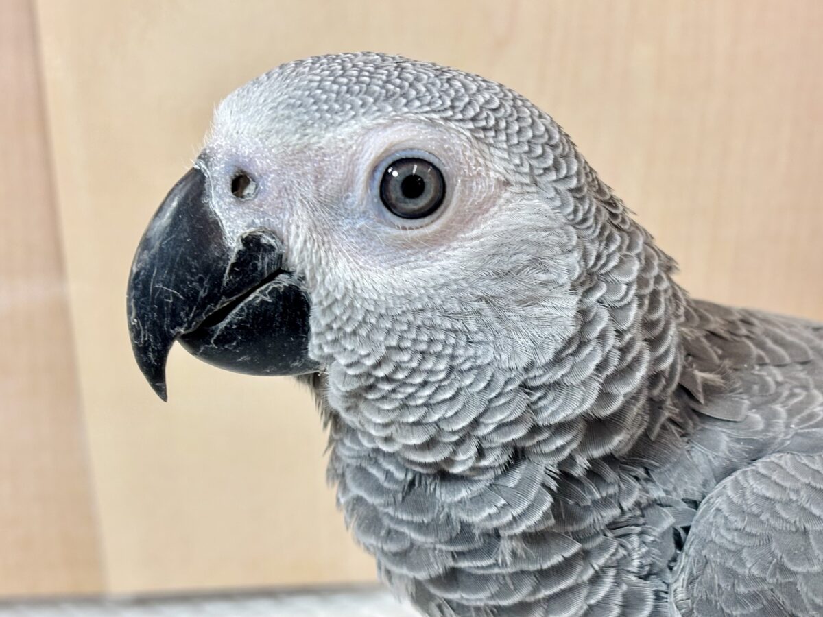 ヨウム 男の子 🩶🦜‬🌹⸝‍⋆*.ﾟ