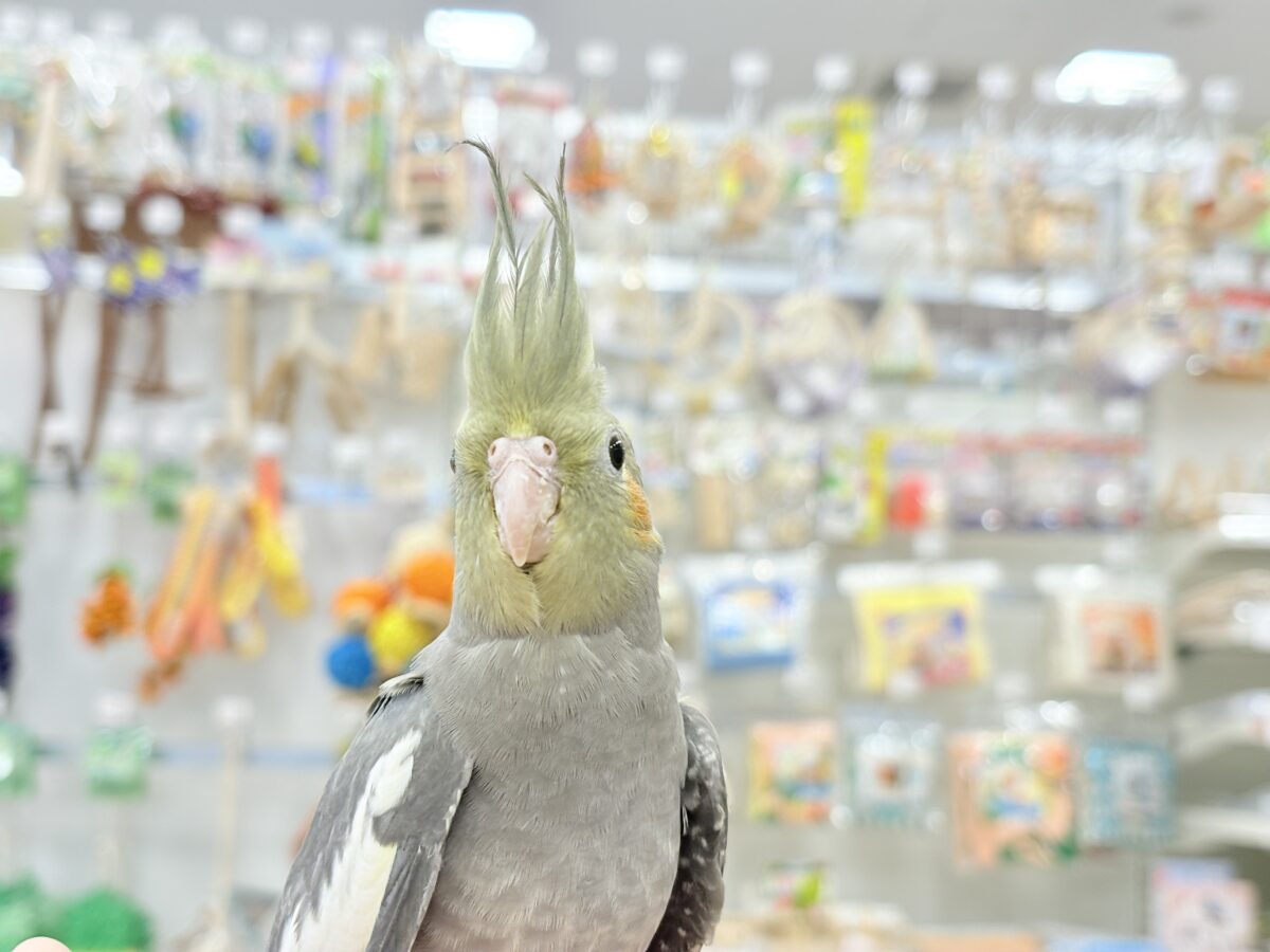 オカメインコ