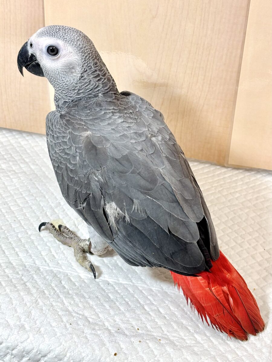 ヨウム