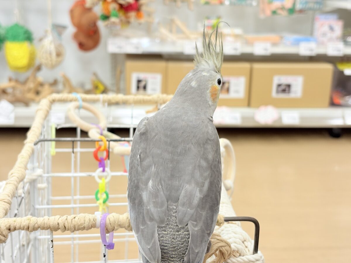 オカメ沼、深いです🫟🩶オカメインコ(ノーマル)
