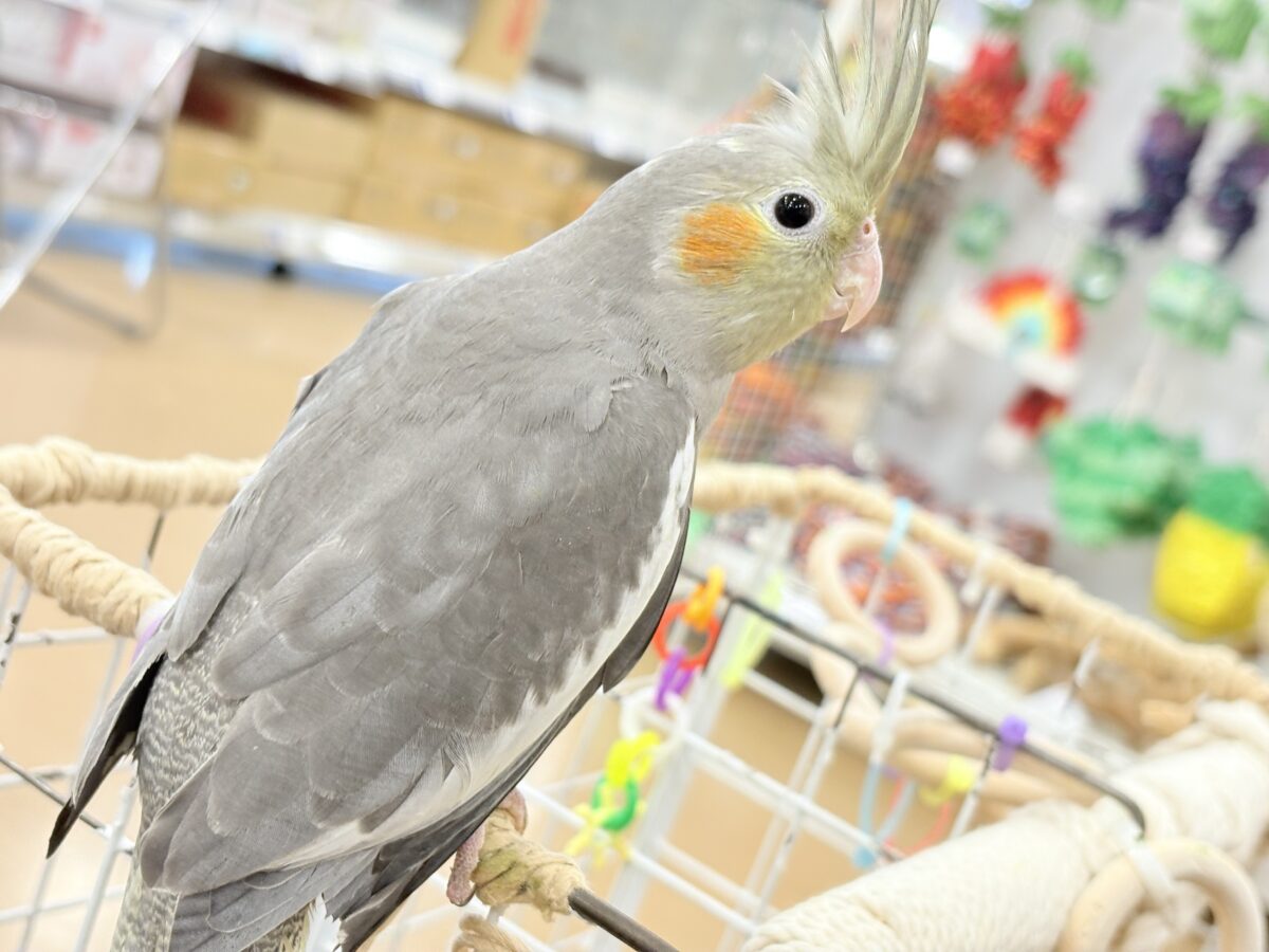 オカメインコ