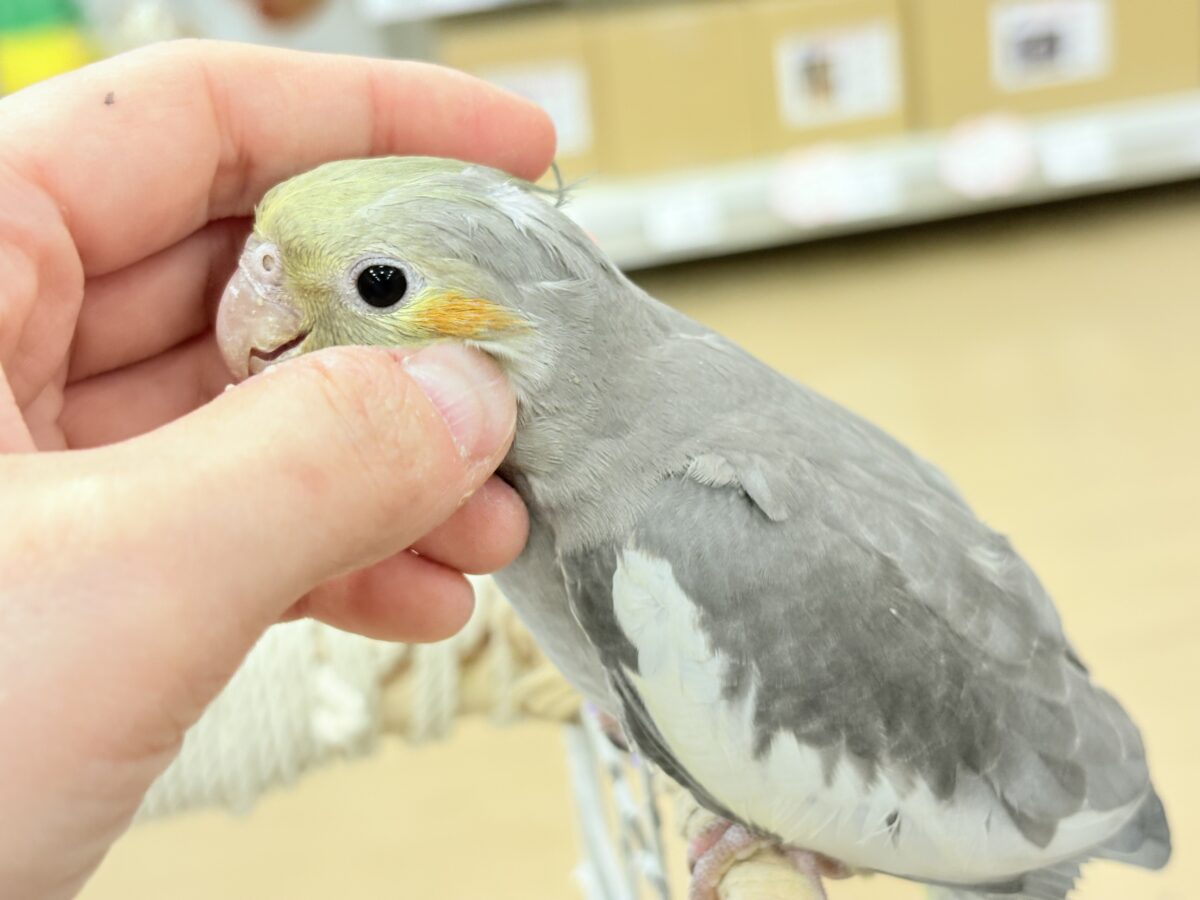 オカメ沼、深いです🫟🩶オカメインコ(ノーマル)