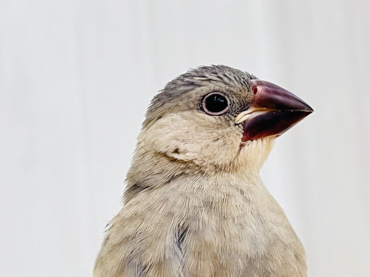 桜文鳥