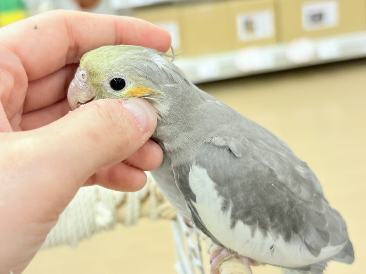 オカメインコノーマルさんの小さながま口♪ オカメ ひなふト～ル育雛日記 - ノーマルちゃんをピックアップ 財布・ケース・小物入れ