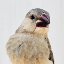 お目目パッチリ✨👀慣れ度急上昇中〜❤️桜文鳥です🌸