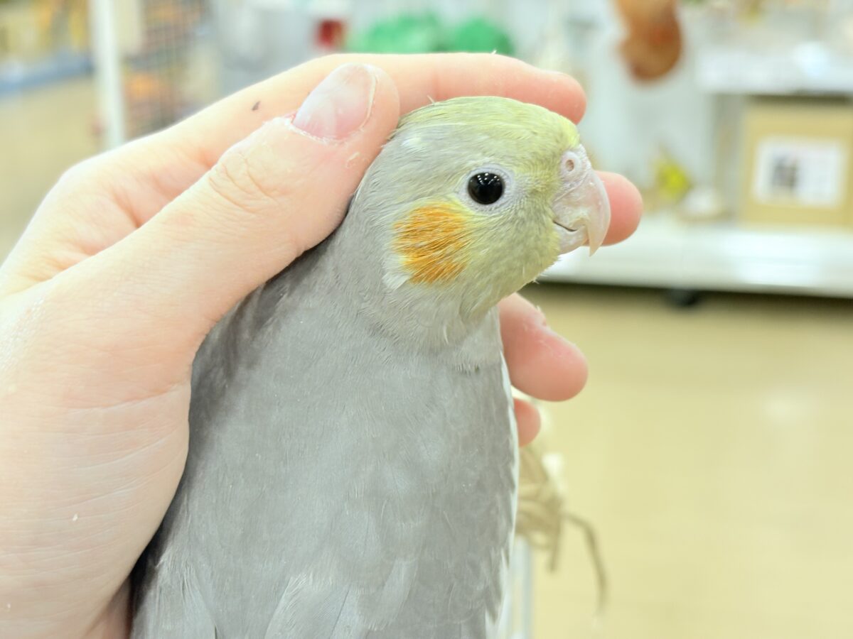 オカメインコ