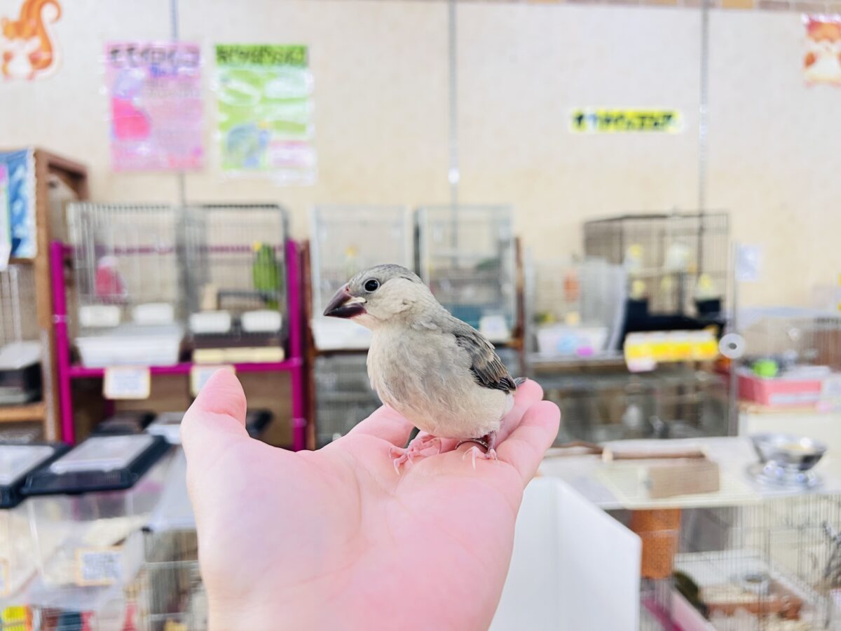 桜文鳥