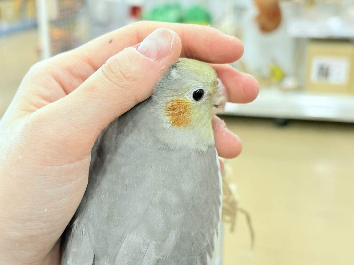 オカメインコ