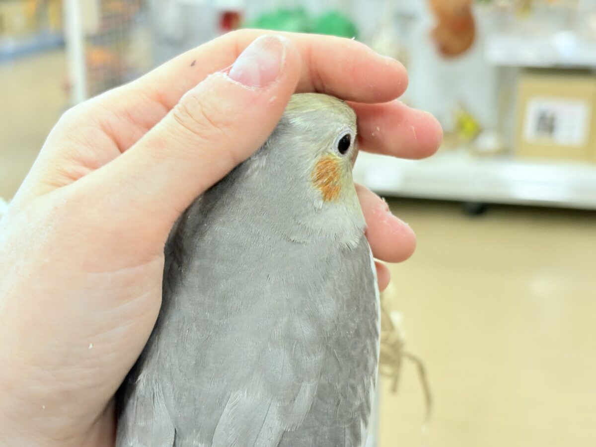 オカメ沼、深いです🩶オカメインコ(ノーマル) オカメインコ