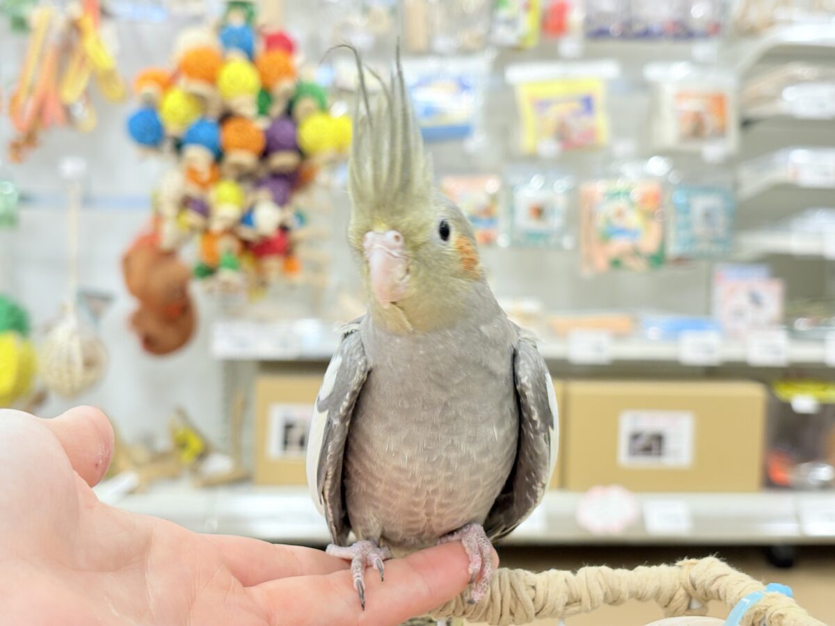 オカメ沼、深いです🫟🩶オカメインコ(ノーマル)