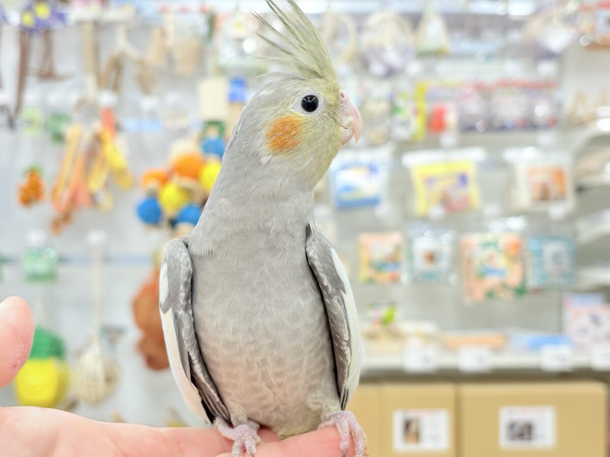 オカメインコ