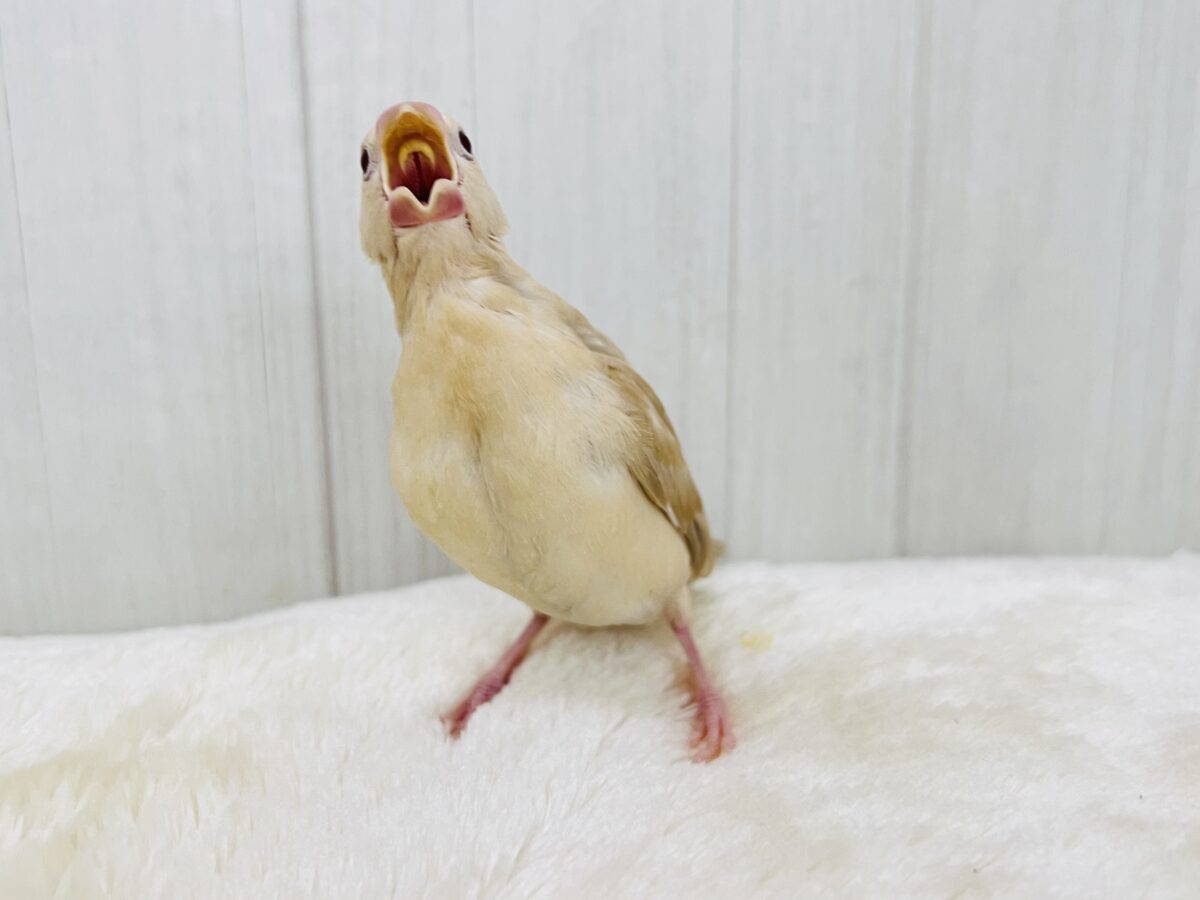 シナモン文鳥