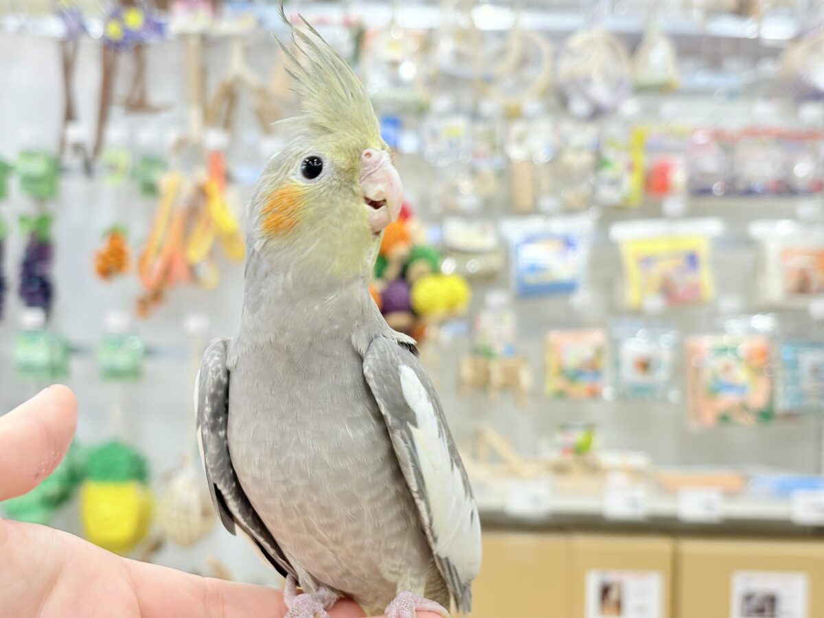オカメ沼、深いです🩶オカメインコ(ノーマル) オカメインコ
