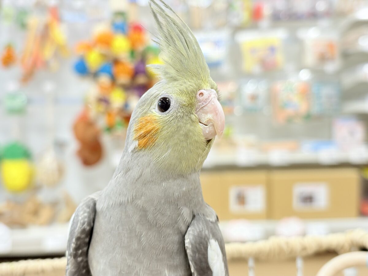 オカメ沼、深いです🫟🩶オカメインコ(ノーマル)