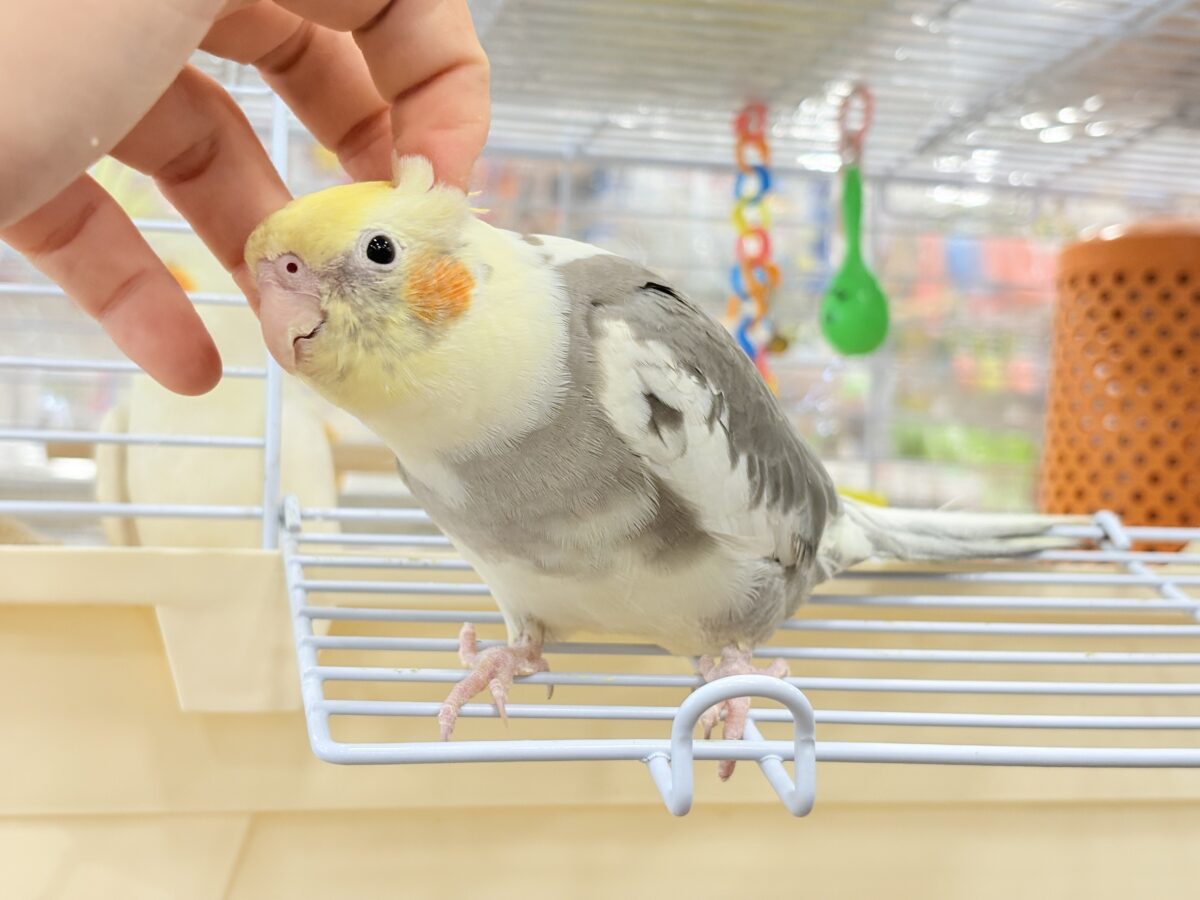 オカメインコ