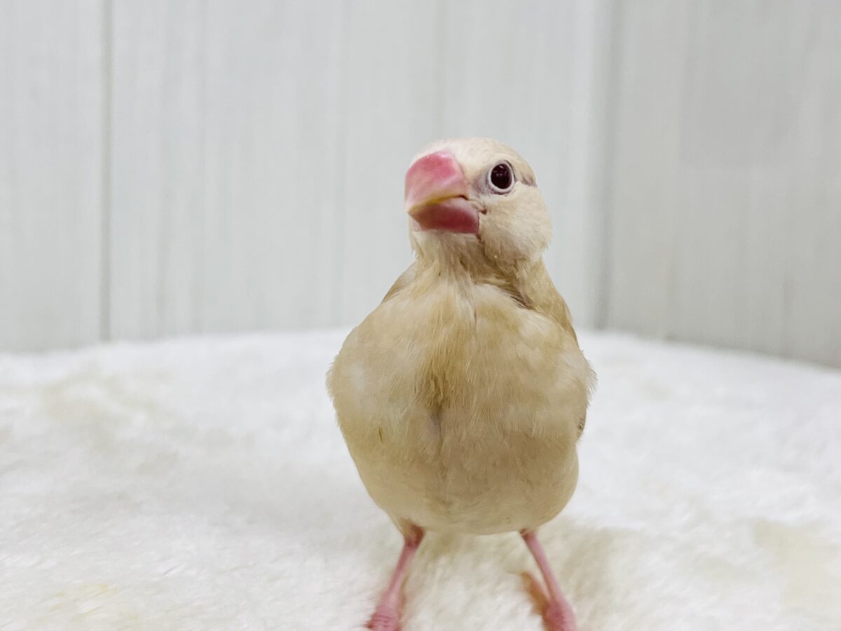 シナモン文鳥