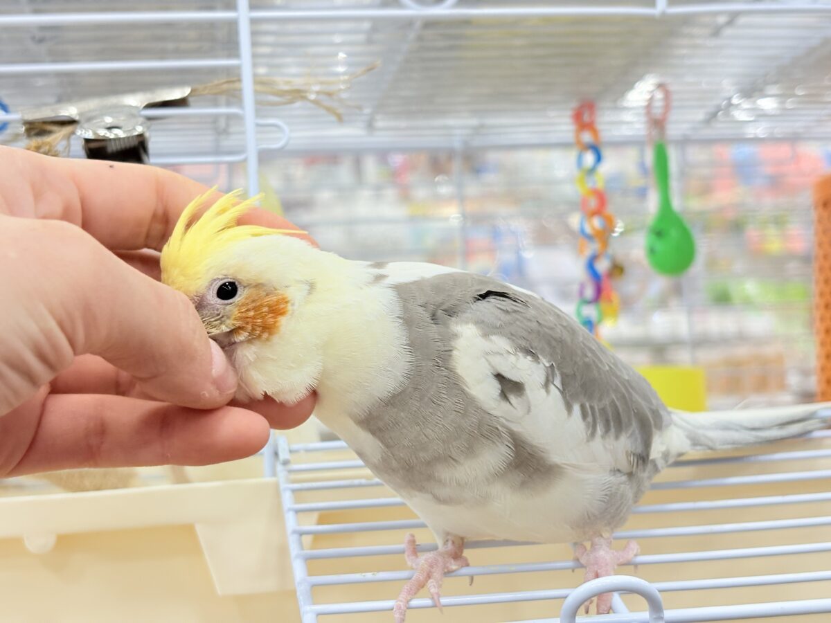 オカメインコ