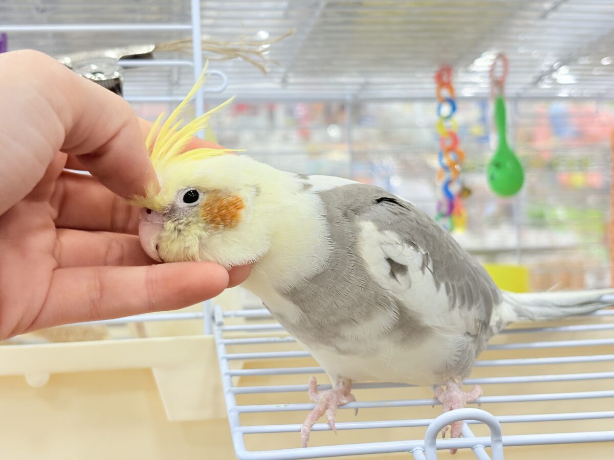 オカメインコ