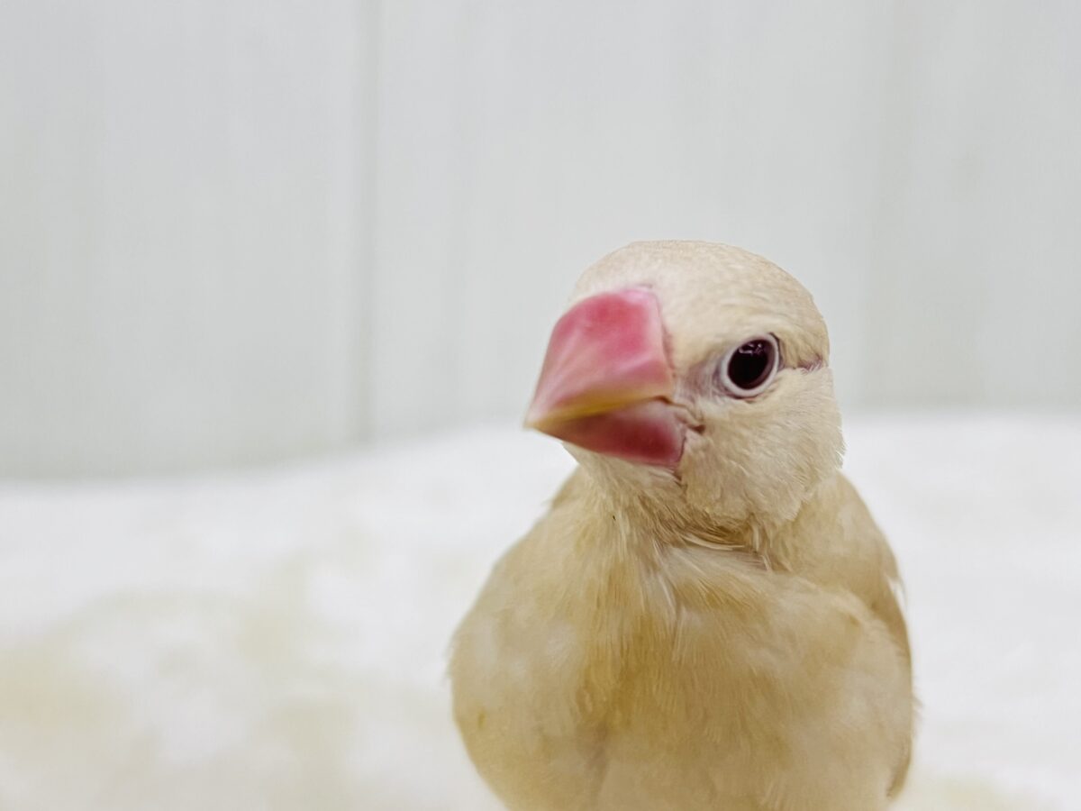 シナモン文鳥