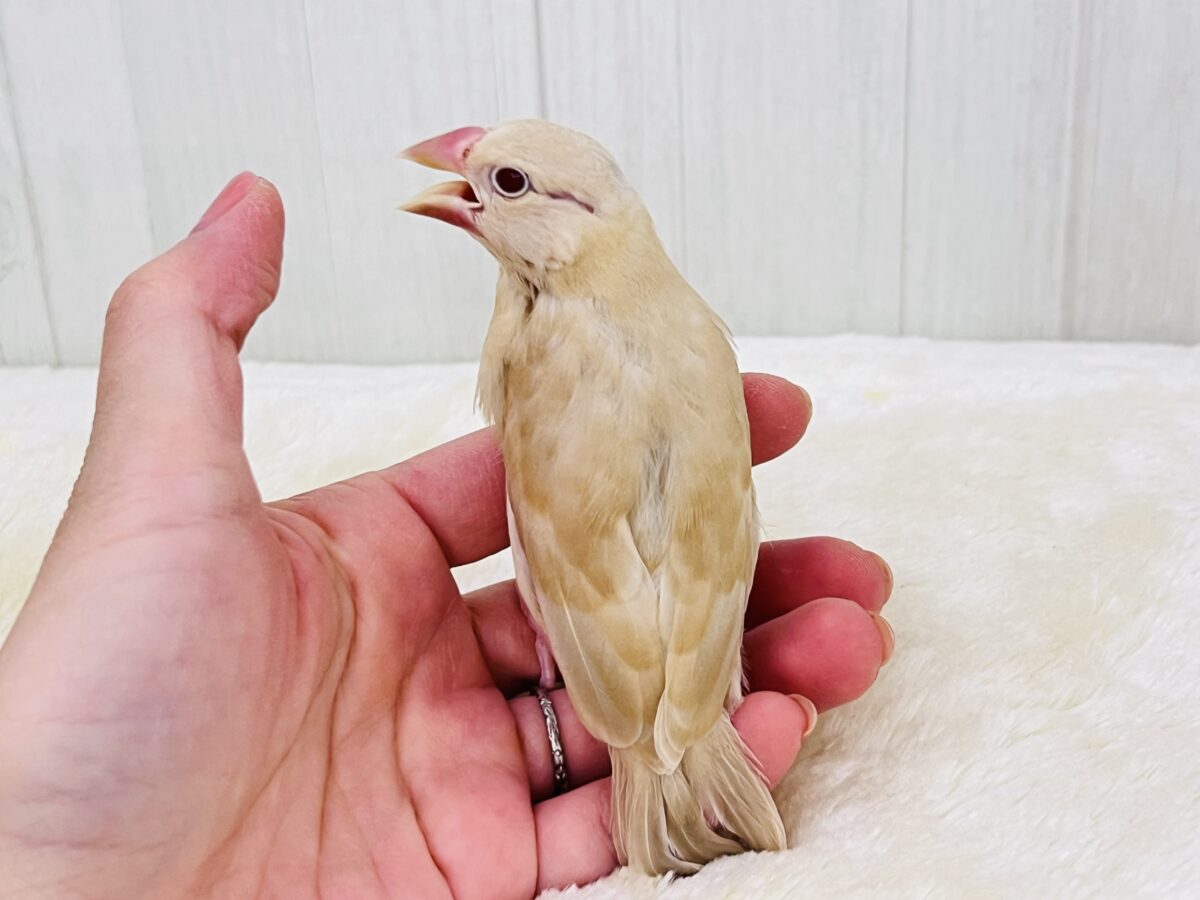 ①画像更新☆ぽよよん洋梨スタイル🍐シナモン文鳥だよ🧡 シナモン文鳥