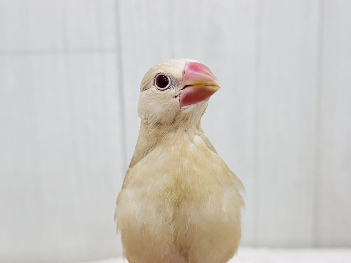 シナモン文鳥