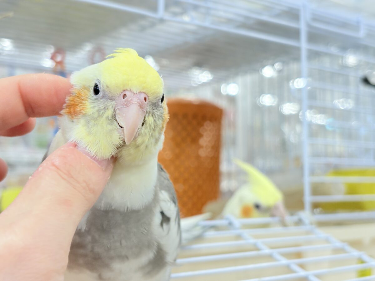 オカメインコ