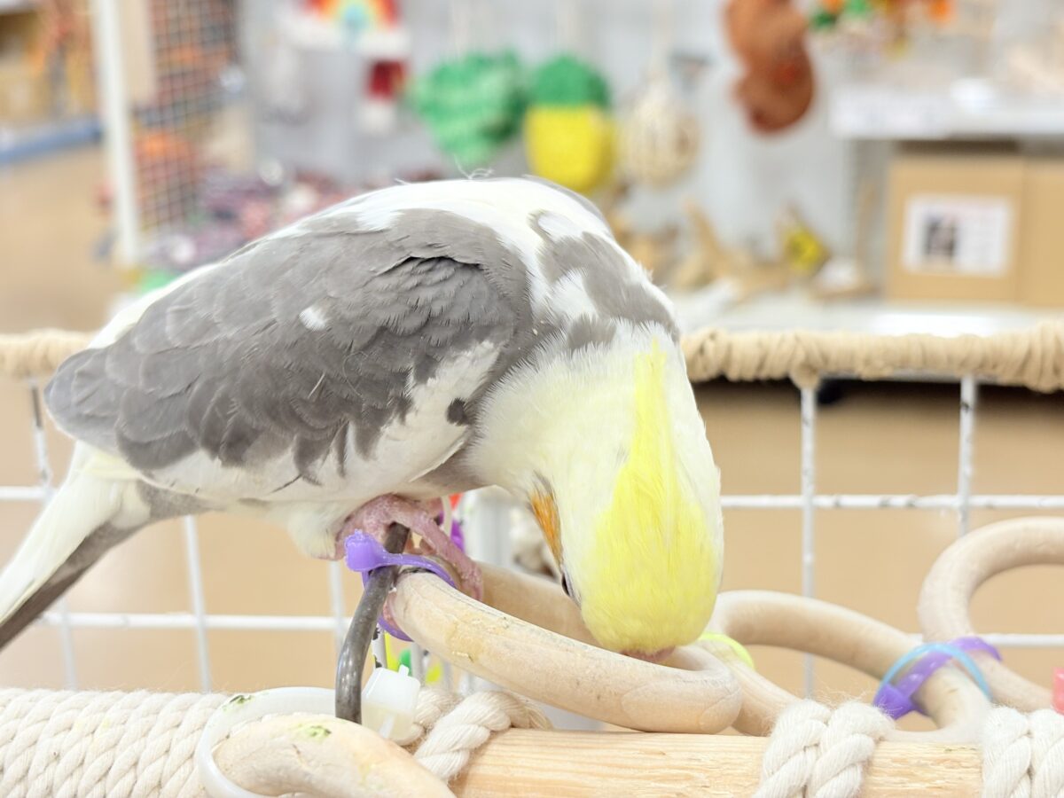 オカメインコ