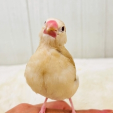 ①ぽよよん洋梨スタイル🍐シナモン文鳥だよ🧡