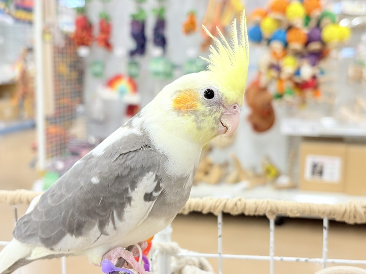 オカメインコ
