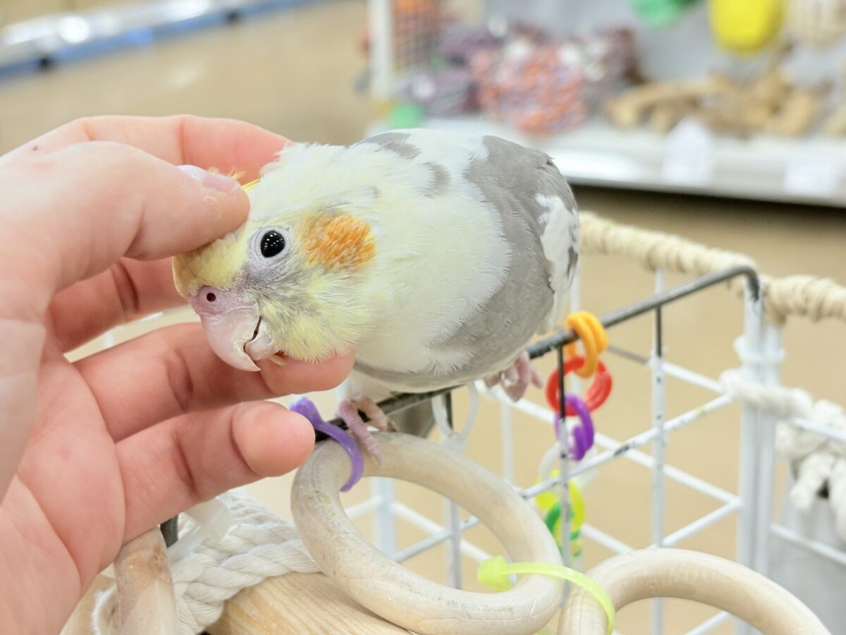 オカメインコ