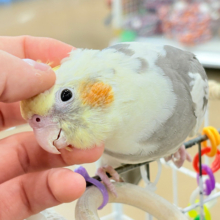 【最新画像更新🪄】目指すよ♡デレデレオカメちゃん♡オカメインコ(パイド)