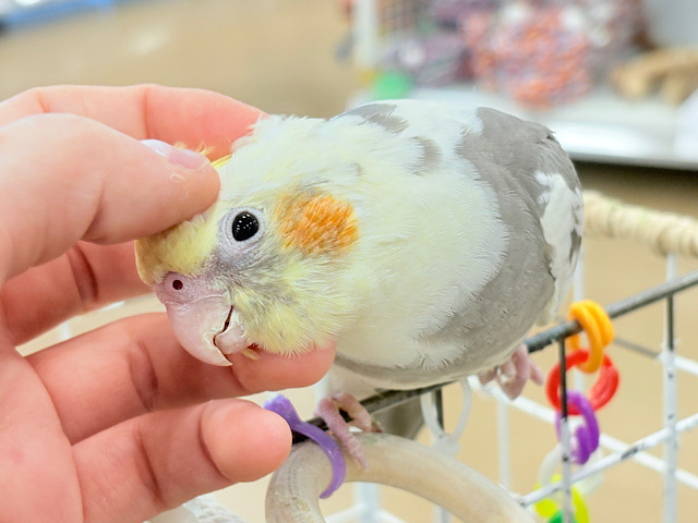 【最新画像更新🪄】目指すよ♡デレデレオカメちゃん♡オカメインコ(パイド)