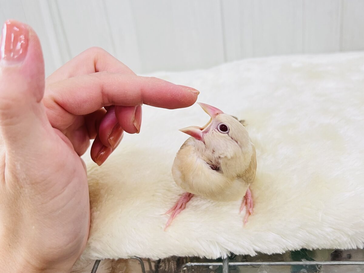 シナモン文鳥