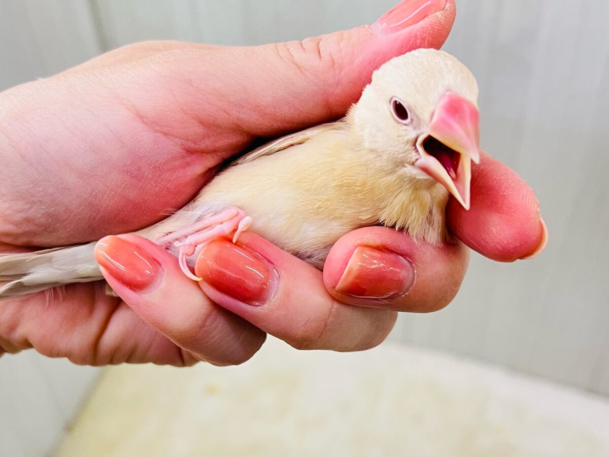 ①画像更新☆ぽよよん洋梨スタイル🍐シナモン文鳥だよ🧡 シナモン文鳥